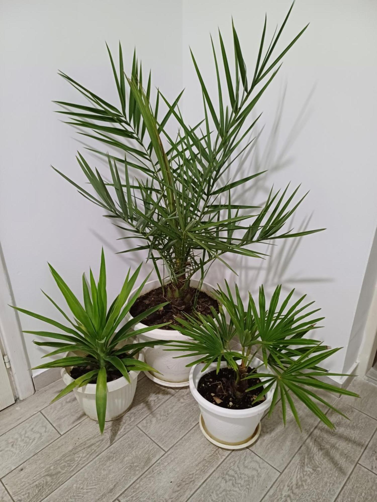 Apartman “Sanja” Pirot Dış mekan fotoğraf